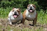 BULLDOG ANGLAIS 031